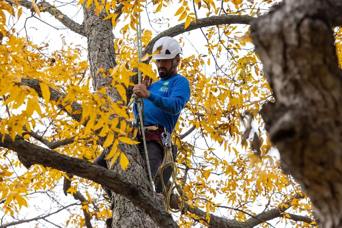 Skilled Tree Trimming crew working in Dover